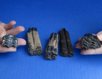 5 Fossilized Horse Teeth - $40