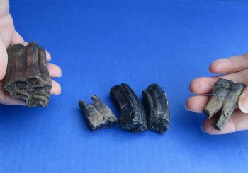 5 Fossilized Horse Teeth - $40