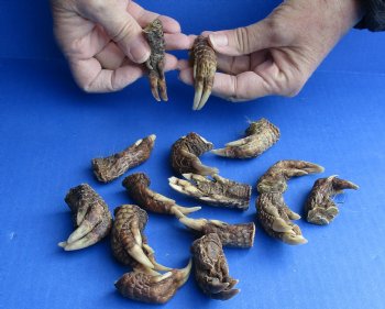 15 Preserved Armadillo Feet cured in Formaldehyde - $60