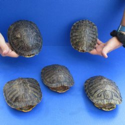 5" Red Eared Slider Turtle Shells, 5pc lot - $60