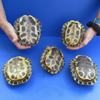 5" Red Eared Slider Turtle Shells, 5pc lot - $60