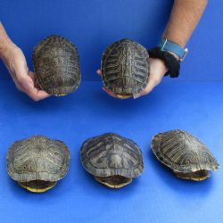 5" Red Eared Slider Turtle Shells, 5pc lot - $60