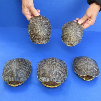 5" Red Eared Slider Turtle Shells, 5pc lot - $60