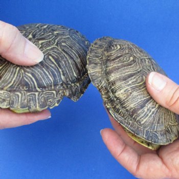 5" Red Eared Slider Turtle Shells, 5pc lot - $60