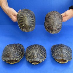 5-1/2" Red Eared Slider Turtle Shells, 5pc lot - $60