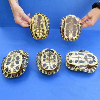 5-1/2" Red Eared Slider Turtle Shells, 5pc lot - $60