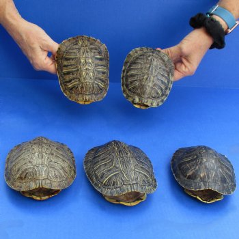 5" Red Eared Slider Turtle Shells, 5pc lot - $60