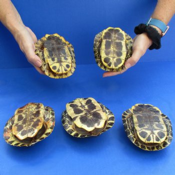 5" Red Eared Slider Turtle Shells, 5pc lot - $60