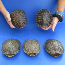 5" Red Eared Slider Turtle Shells, 5pc lot - $60