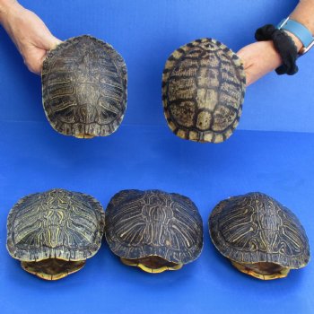 6" Red Eared Slider Turtle Shells, 5pc lot - $65