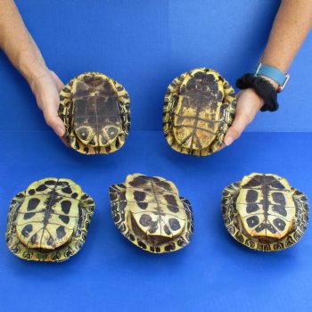 6" Red Eared Slider Turtle Shells, 5pc lot - $65