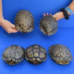 6" Red Eared Slider Turtle Shells, 5pc lot - $65