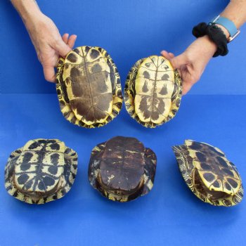 6" Red Eared Slider Turtle Shells, 5pc lot - $65