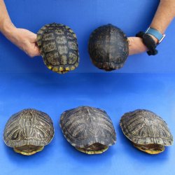 6" Red Eared Slider Turtle Shells, 5pc lot - $65