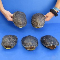 6" Red Eared Slider Turtle Shells, 5pc lot - $65