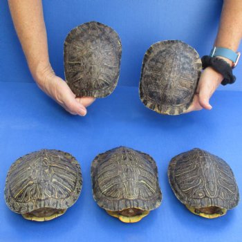 6" Red Eared Slider Turtle Shells, 5pc lot - $65