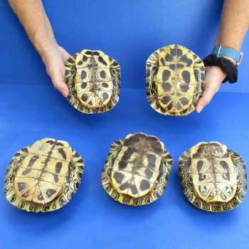 6" Red Eared Slider Turtle Shells, 5pc lot - $65