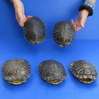 6" Red Eared Slider Turtle Shells, 5pc lot - $65