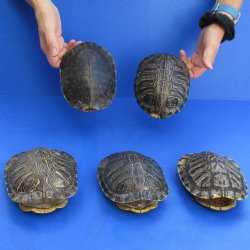 6" Red Eared Slider Turtle Shells, 5pc lot - $65