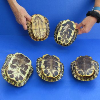 6" Red Eared Slider Turtle Shells, 5pc lot - $65