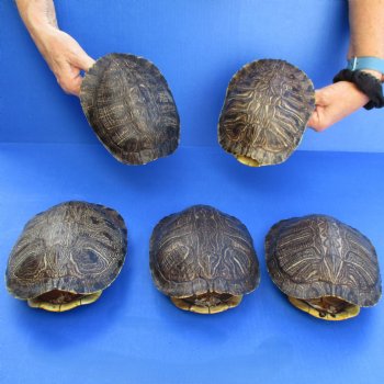 7" Red Eared Slider Turtle Shells, 5pc lot - $70