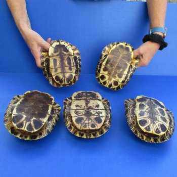 7" Red Eared Slider Turtle Shells, 5pc lot - $70