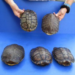 7" Red Eared Slider Turtle Shells, 5pc lot - $70