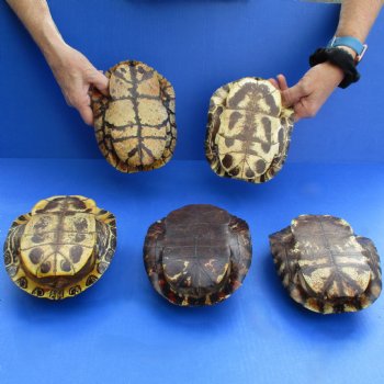 7" Red Eared Slider Turtle Shells, 5pc lot - $70