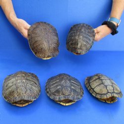 7" Red Eared Slider Turtle Shells, 5pc lot - $70