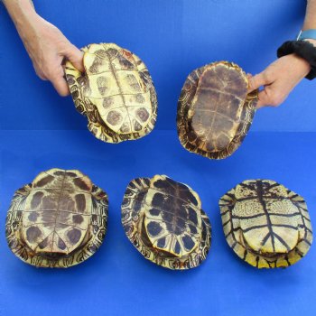 7" Red Eared Slider Turtle Shells, 5pc lot - $70