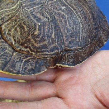 7" Red Eared Slider Turtle Shells, 5pc lot - $70