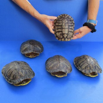 7" Red Eared Slider Turtle Shells, 5pc lot - $70