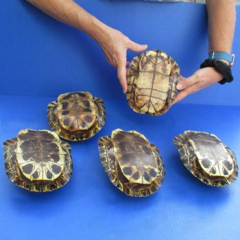 7" Red Eared Slider Turtle Shells, 5pc lot - $70