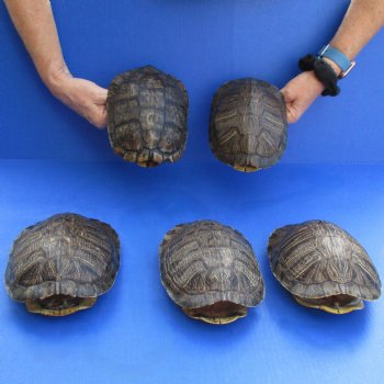 7" Red Eared Slider Turtle Shells, 5pc lot - $70