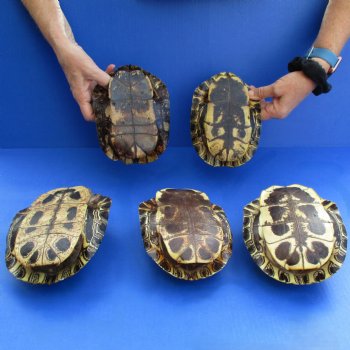 7" Red Eared Slider Turtle Shells, 5pc lot - $70