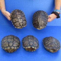 7" Red Eared Slider Turtle Shells, 5pc lot - $70