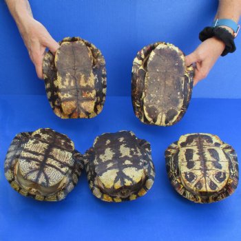 7" Red Eared Slider Turtle Shells, 5pc lot - $70