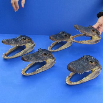 7" Alligator Heads, 5pc lot - $53