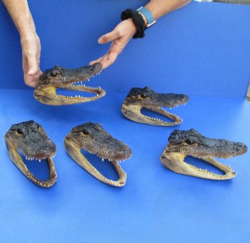 7" Alligator Heads, 5pc lot - $53