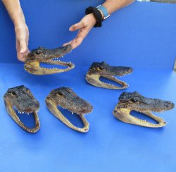 7" Alligator Heads, 5pc lot - $53