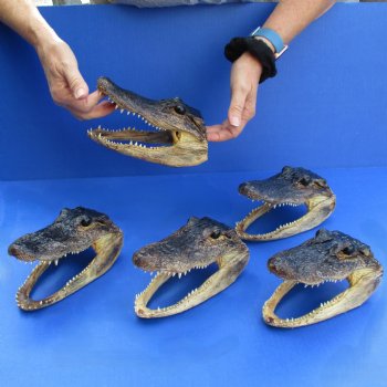 7" Alligator Heads, 5pc lot - $53