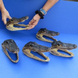 7" Alligator Heads, 5pc lot - $53