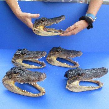 7" Alligator Heads, 5pc lot - $53