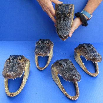 7" Alligator Heads, 5pc lot - $53