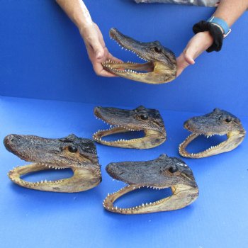 7" Alligator Heads, 5pc lot - $53