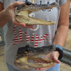 7-1/2" & 8" Alligator Heads, 2pc lot - $25