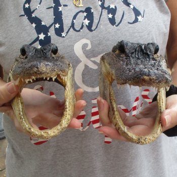 7-1/2" & 8" Alligator Heads, 2pc lot - $25