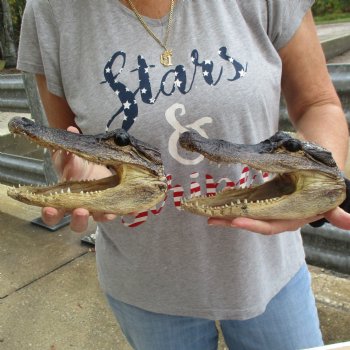 7-1/2" & 8" Alligator Heads, 2pc lot - $25