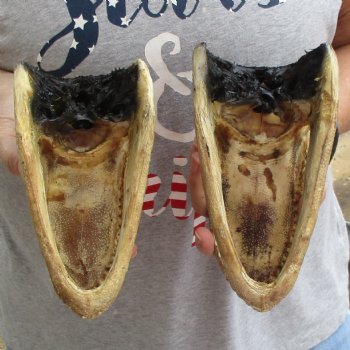 7-1/2" & 8" Alligator Heads, 2pc lot - $25