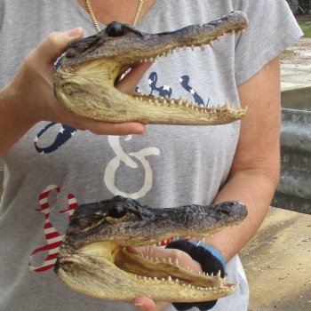 8" Alligator Heads, 2pc lot - $25